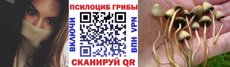 купить  цена  Петропавловск-Камчатский  Галлюциногенные грибы Magic Shrooms 
